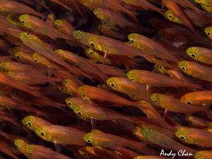 Schooling Fish - Crystal Bay Nusa Penida
G9 + Nikonos SB... by Andy Chan 
